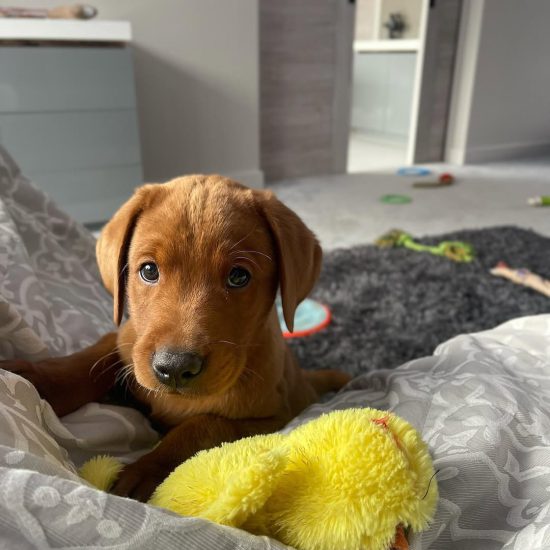 Milo M Milo M