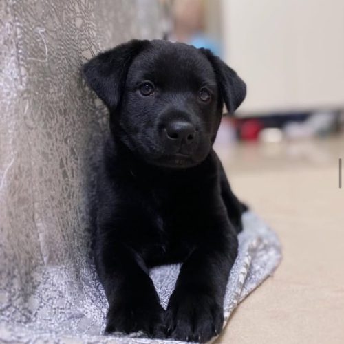 Nala F Nala F